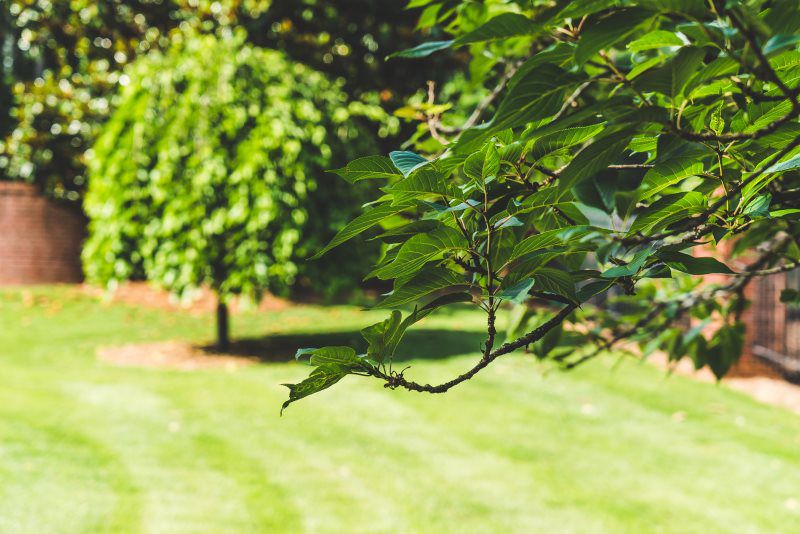 Green Machine Lawn Care in Acworth GA Green Machine Lawn Care