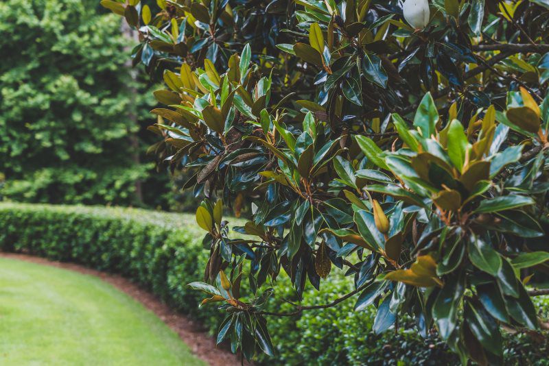 Green Machine Lawn Care in Acworth GA Green Machine Lawn Care