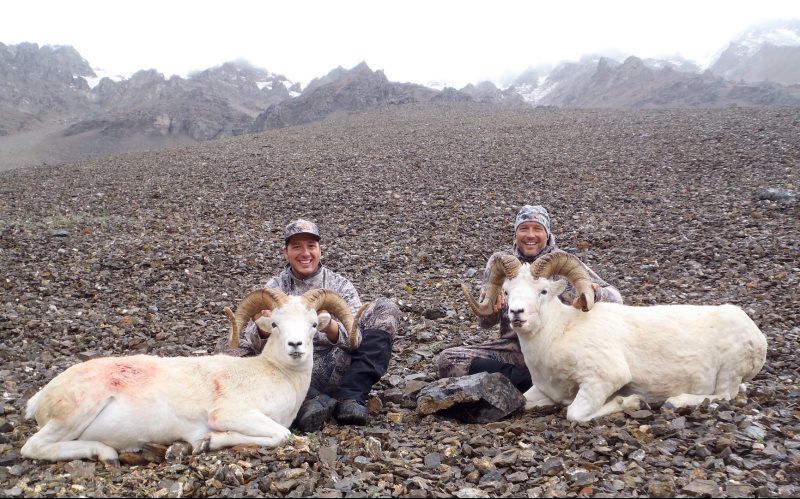 Dall Sheep Hunting 