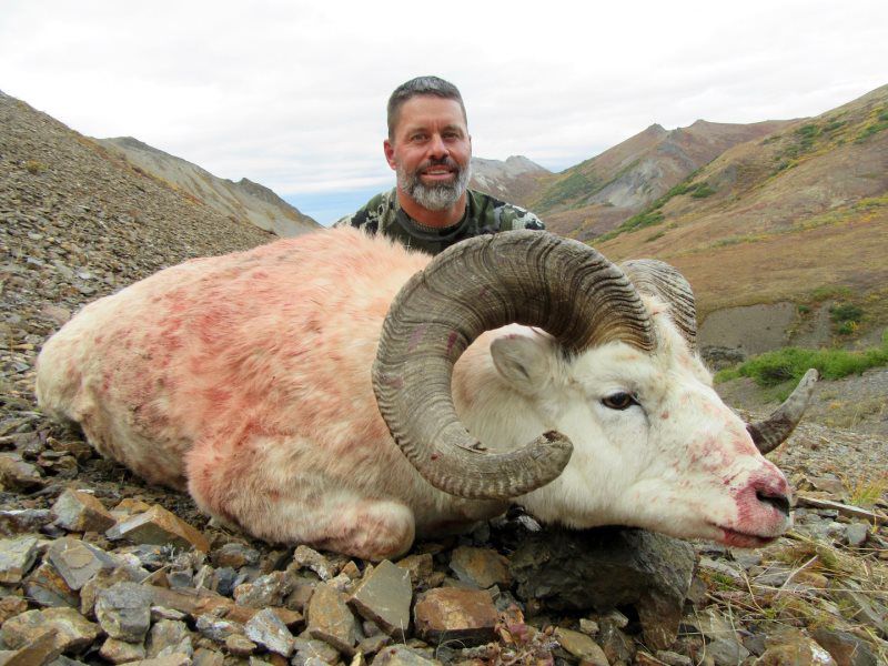 Dall Sheep Hunting 