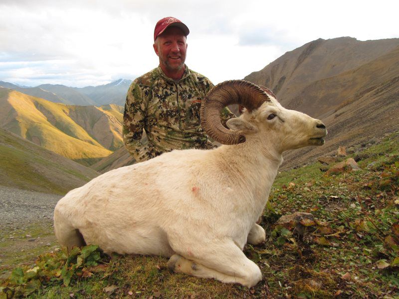Dall Sheep Hunting 