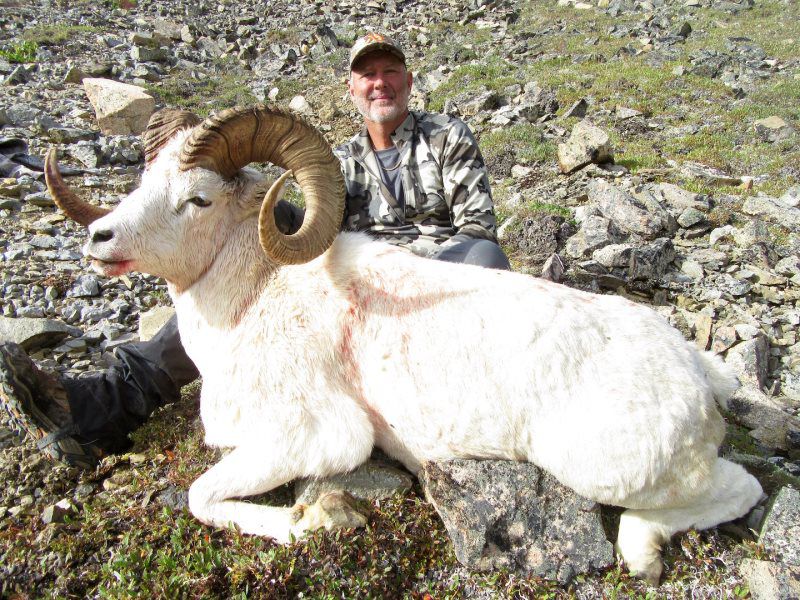 Dall Sheep Hunting 