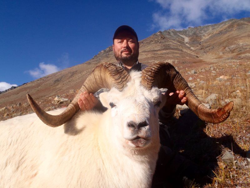 Dall Sheep Hunting 