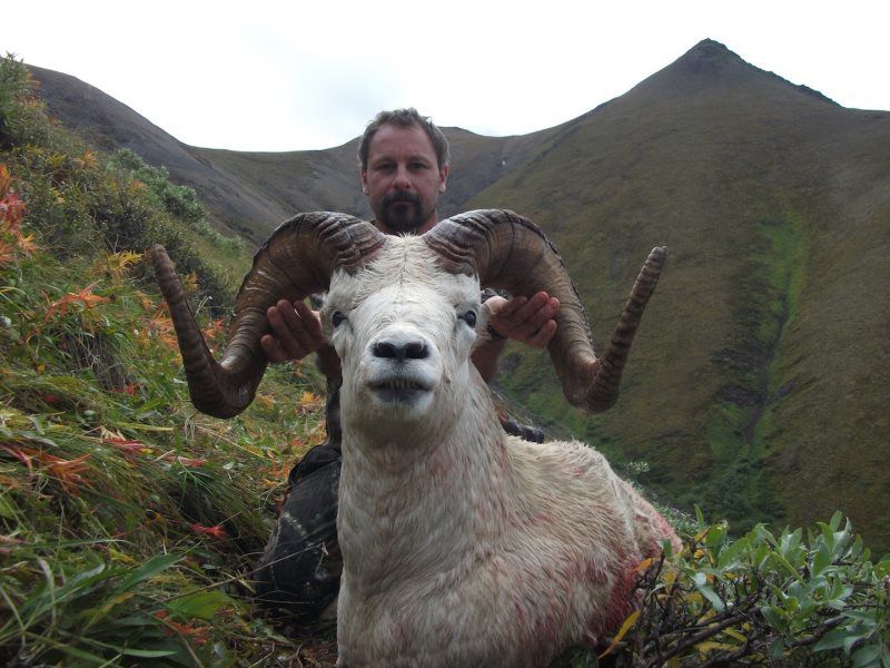 Dall Sheep Hunting 