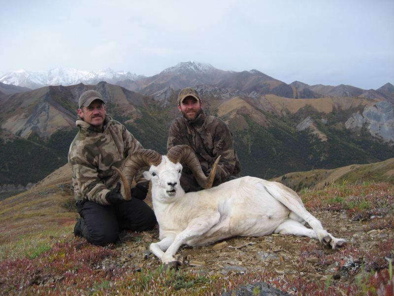 Dall Sheep Hunting 